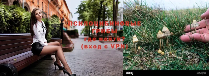 Псилоцибиновые грибы Psilocybe  где купить   Верхняя Тура 